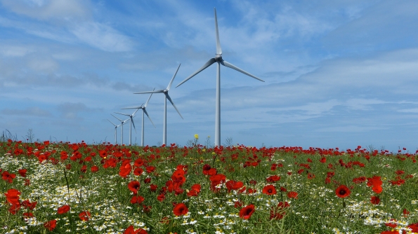 Poppies in the wind I